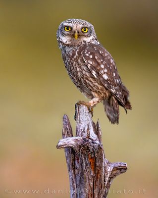 Little Owl (Athene noctua)