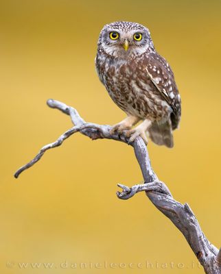 Little Owl (Athene noctua)