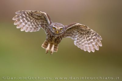 Little Owl (Athene noctua)