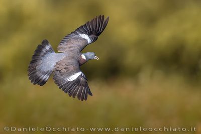 Eurasian Woodpigeon (Columba palumbus)