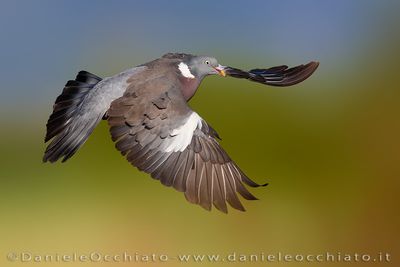 Eurasian Woodpigeon (Columba palumbus)
