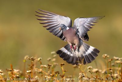 Eurasian Woodpigeon (Columba palumbus)