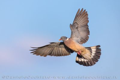 Eurasian Woodpigeon (Columba palumbus)