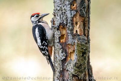 Great Spotted Woodpecker (Dendrocopos major)