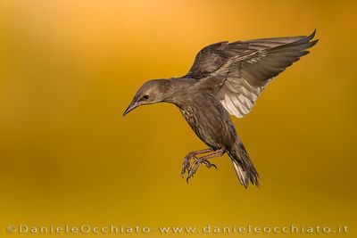 Common Starling (Sturnus vulgaris)
