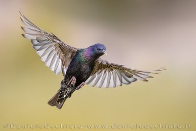 Common Starling (Sturnus vulgaris)
