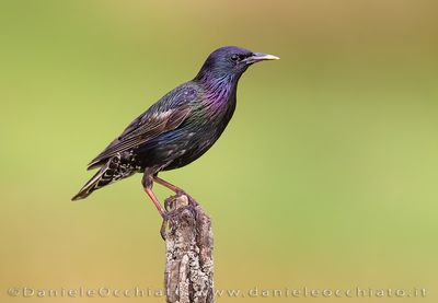 Common Starling (Sturnus vulgaris)