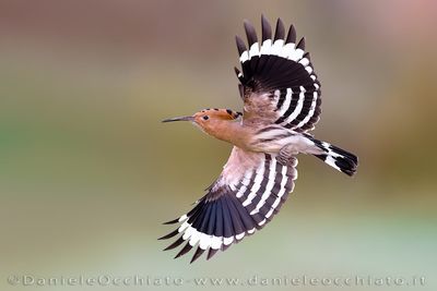 Eurasian Hoopoe (Upupa epops)