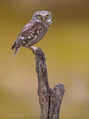 Little Owl (Athene noctua)