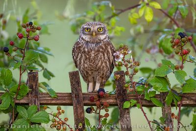 Little Owl (Athene noctua)
