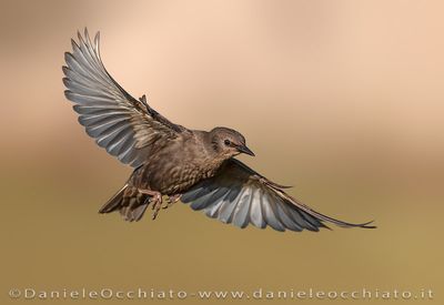 Common Starling (Sturnus vulgaris)