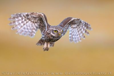 Little Owl (Athene noctua)