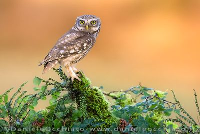 Little Owl (Athene noctua)