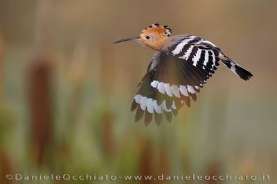 Eurasian Hoopoe (Upupa epops)