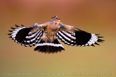 Eurasian Hoopoe (Upupa epops)