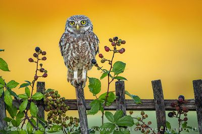 Little Owl (Athene noctua)