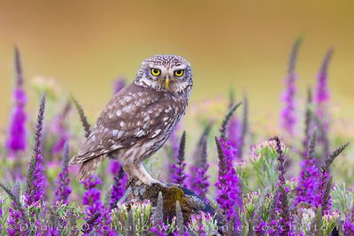 Little Owl (Athene noctua)