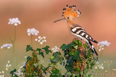 Eurasian Hoopoe (Upupa epops)