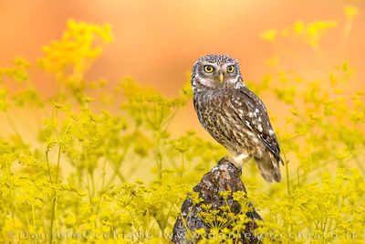Little Owl (Athene noctua)
