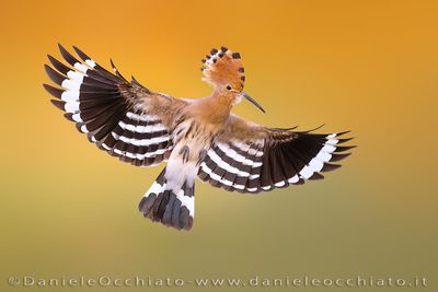 Eurasian Hoopoe (Upupa epops)