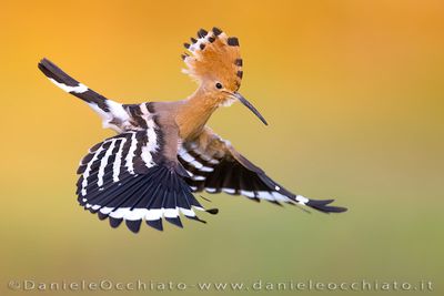 Eurasian Hoopoe (Upupa epops)