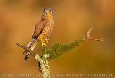 Eurasian Kestrel (Falco tinnunculus)