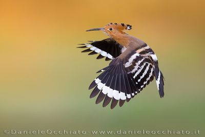 Eurasian Hoopoe (Upupa epops)