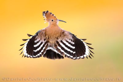 Eurasian Hoopoe (Upupa epops)