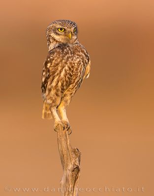 Little Owl (Athene noctua)