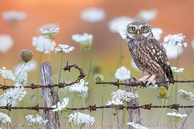 Little Owl (Athene noctua)