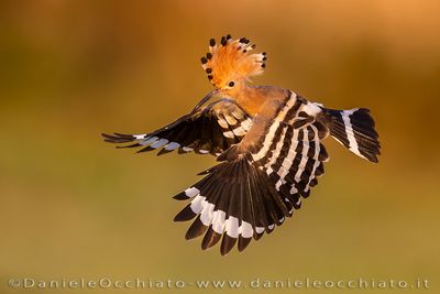 Eurasian Hoopoe (Upupa epops)