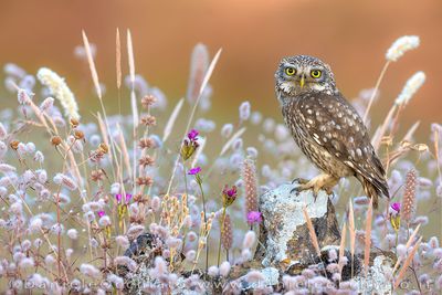Little Owl (Athene noctua)