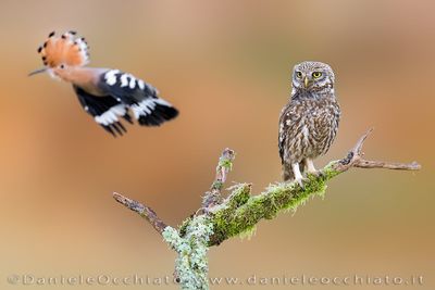 Little Owl (Athene noctua) and Hoopoe (Upupa epops)