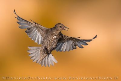 Common Starling (Sturnus vulgaris)