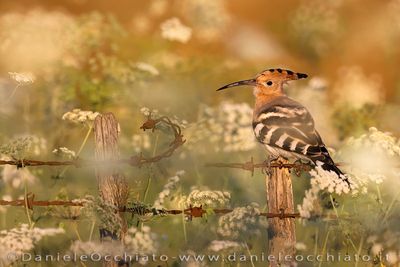 Eurasian Hoopoe (Upupa epops)