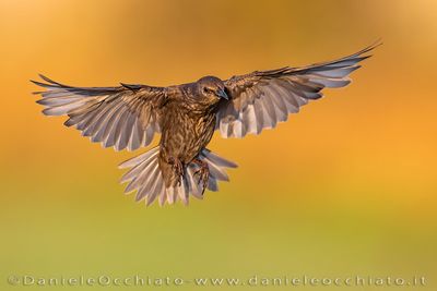 Common Starling (Sturnus vulgaris)