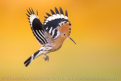 Eurasian Hoopoe (Upupa epops)