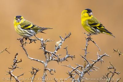 Siskin (Lucherino)