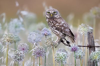 Little Owl (Athene noctua)