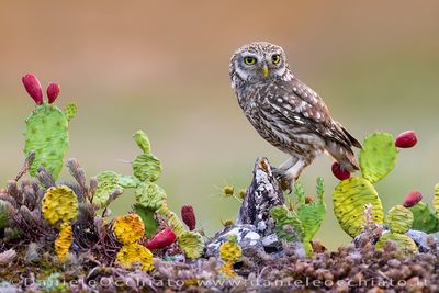 Little Owl (Athene noctua)