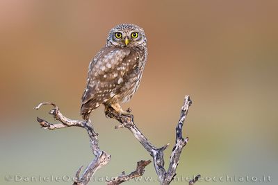 Little Owl (Athene noctua)