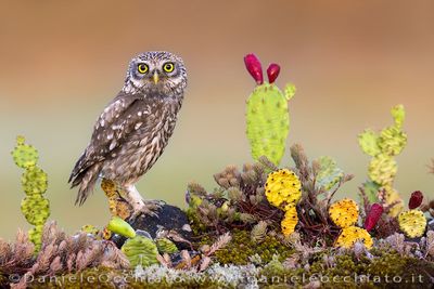 Little Owl (Civetta)