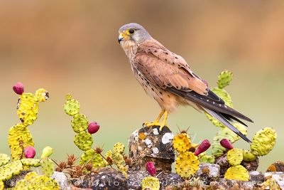 Kestrel (Gheppio)