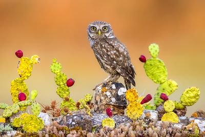 Little Owl (Athene noctua)