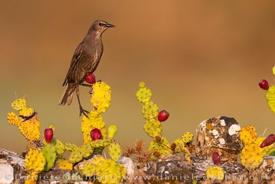 Starling (Storno)