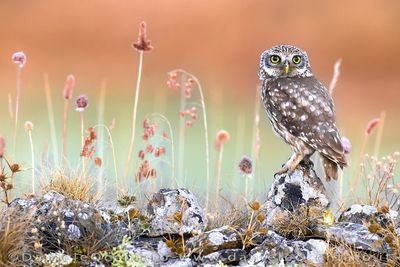 Little Owl (Athene noctua)