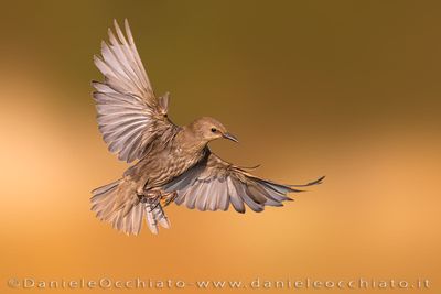 Starling (Storno)