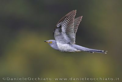 Common Cuckoo (Cuculus canorus)