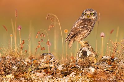 Little Owl (Athene noctua)