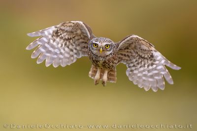 Little Owl (Athene noctua)
